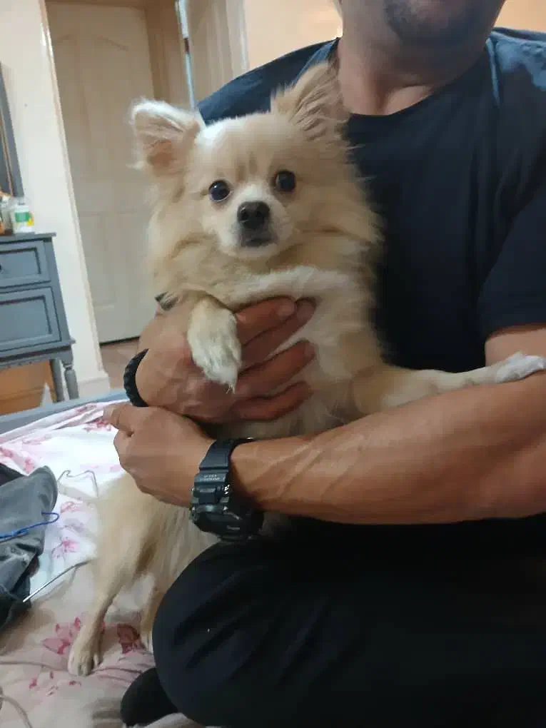 این توله پامرعروسکی واگذار میشود|سگ|تهران, افسریه شمالی|دیوار