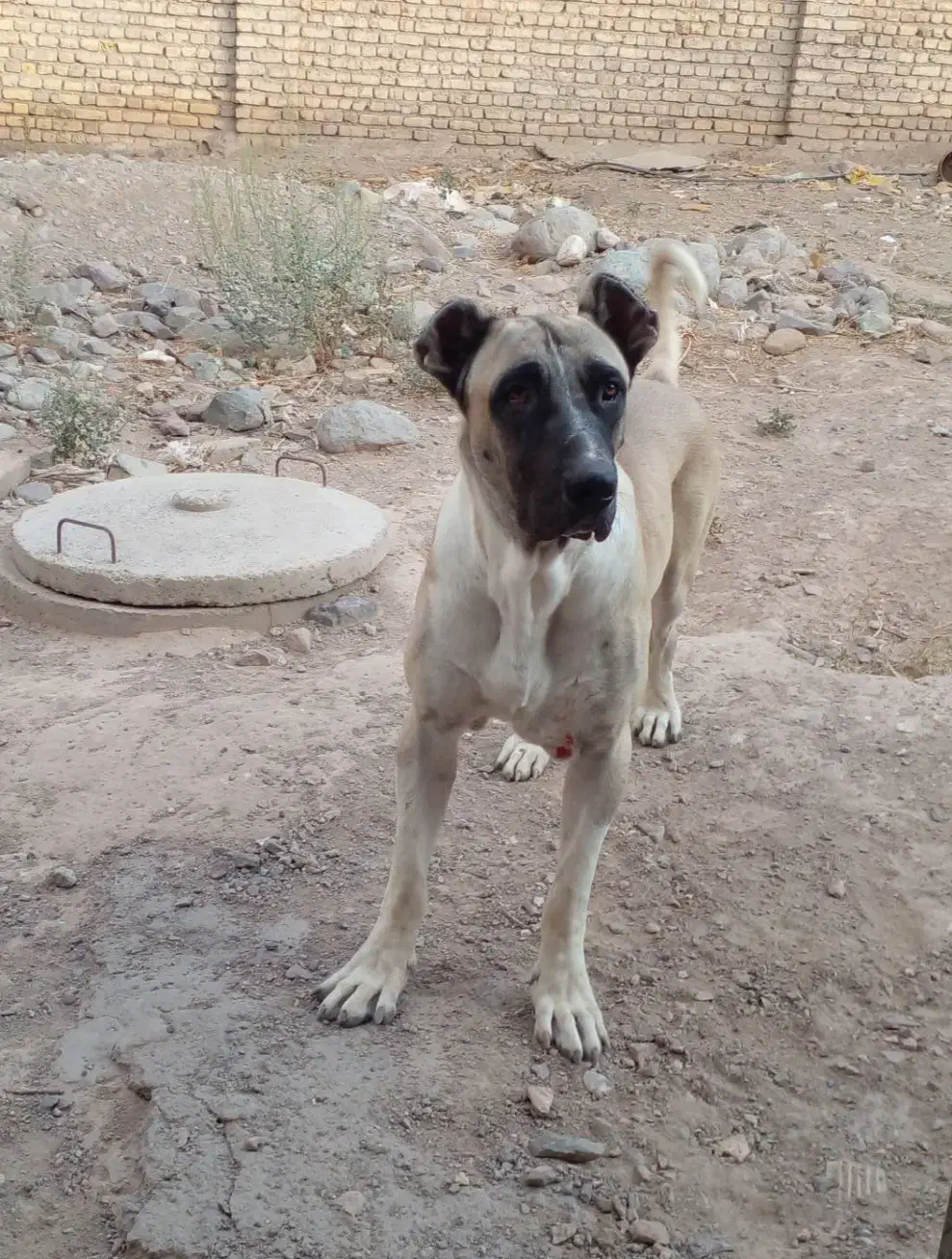 یک جفت سگ سرابی دوزدیده شده|حیوانات|زنجان, |دیوار