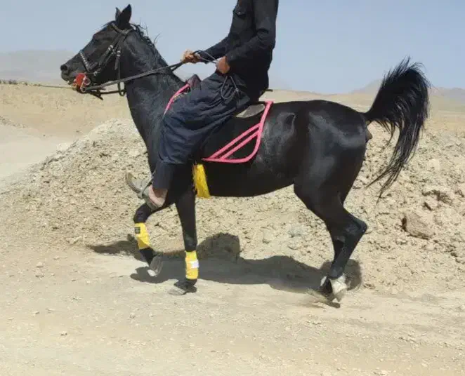 اسب|اسب و تجهیزات اسبسواری|تیران, |دیوار