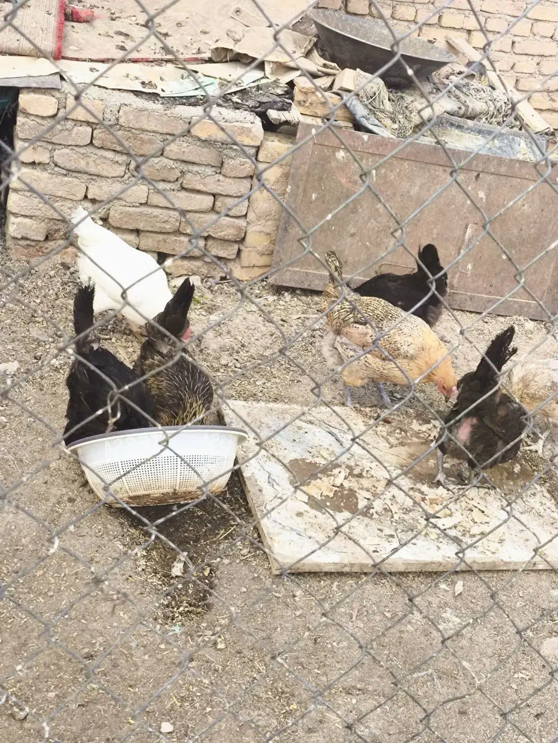 مرغ و خروس بومی|پرنده|کیار, |دیوار