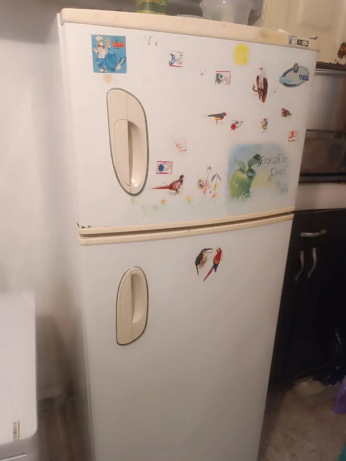 فریرز صندوقی درحد نو.ویک عدد یخچال ایران پویا|یخچال و فریزر|رشت, شهرک آیت الله منتظری|دیوار