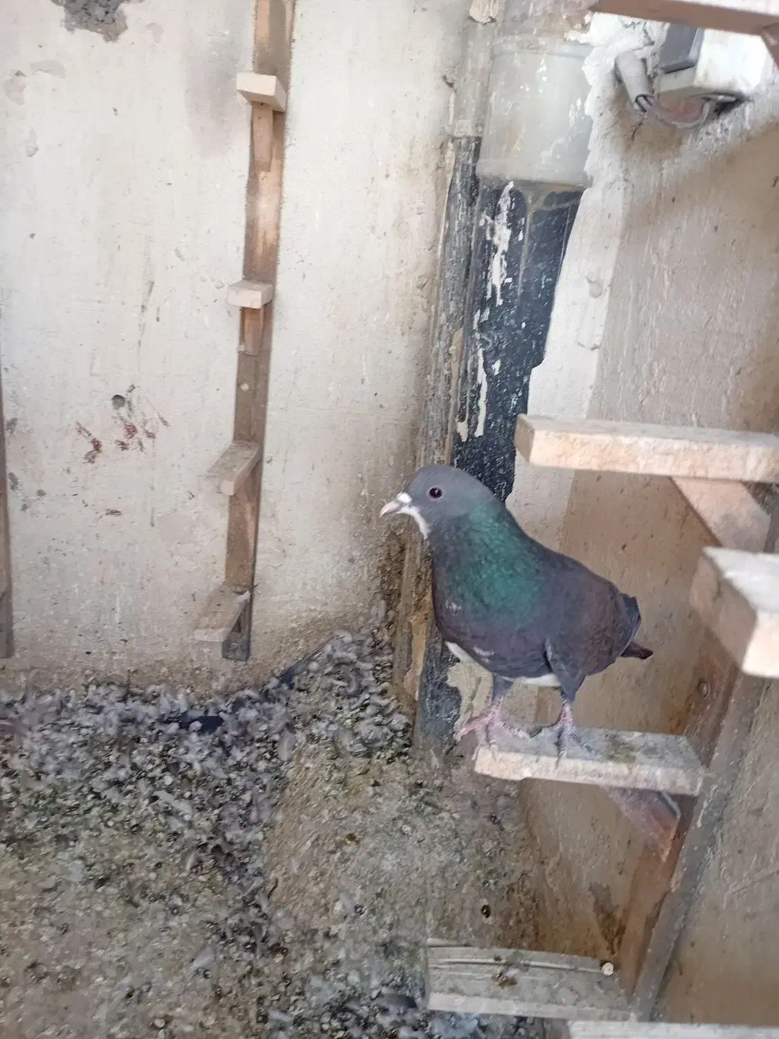 کفترپلاکی|پرنده|شیراز, جوادیه|دیوار