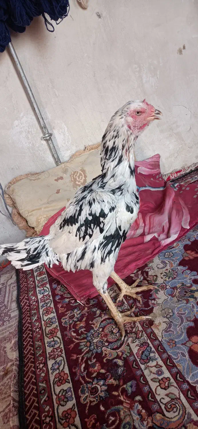 مرغ لاری انگلیس|حیوانات مزرعه|چهاربرج, |دیوار