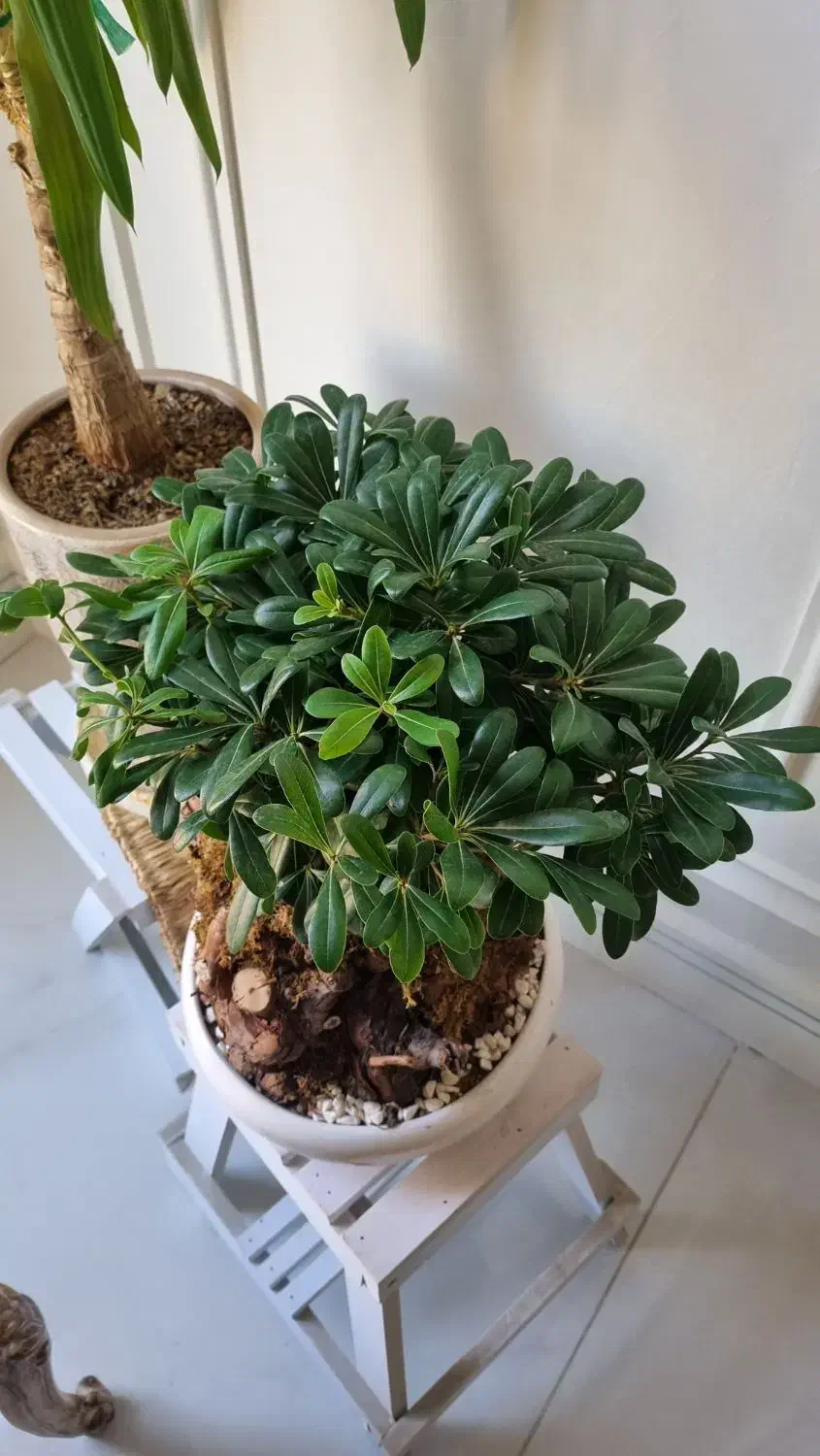 انواع گل ها|گل و گیاه طبیعی|مشهد, هنرستان|دیوار