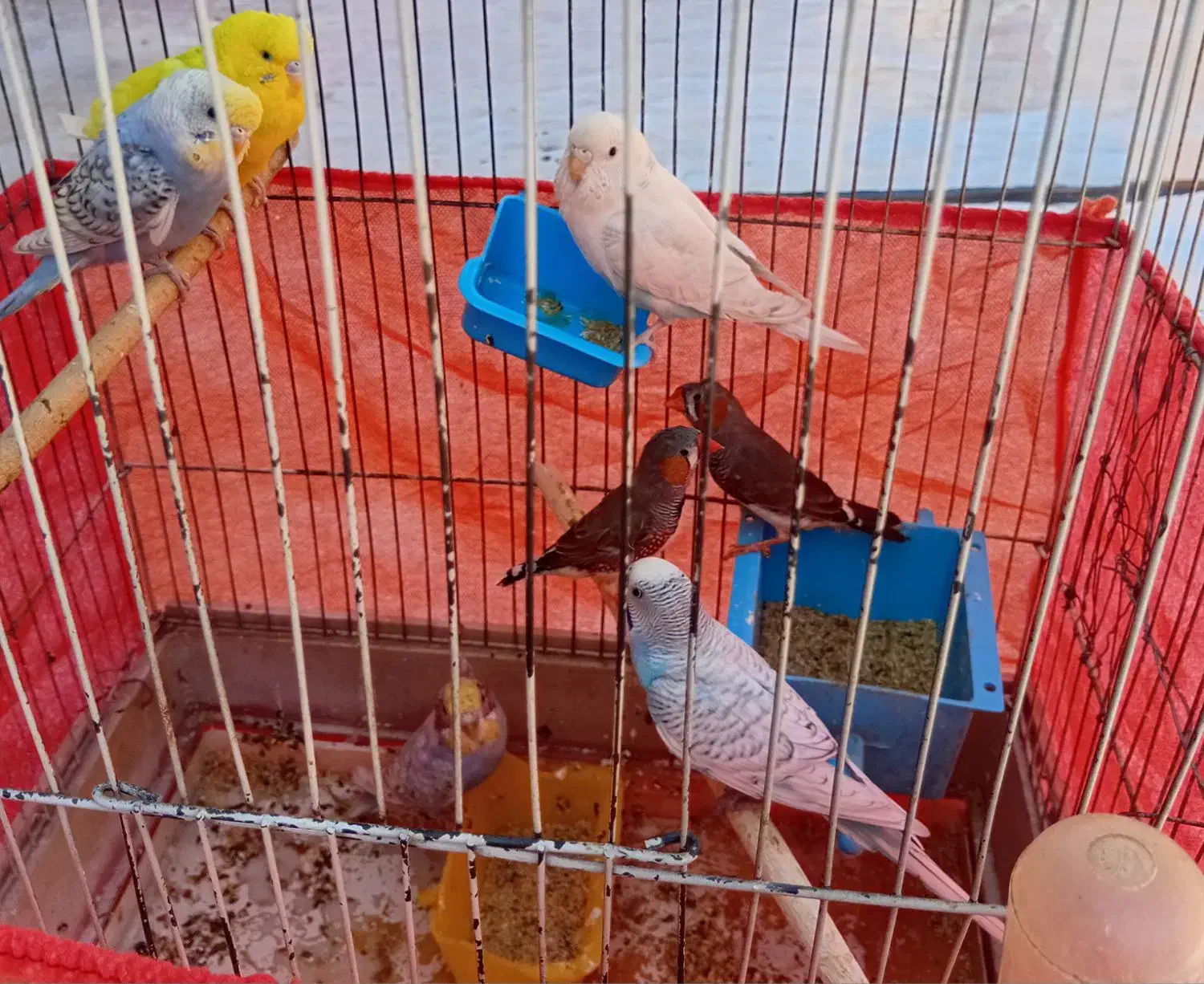 قناری|پرنده|قم, شهرک فاطمیه|دیوار