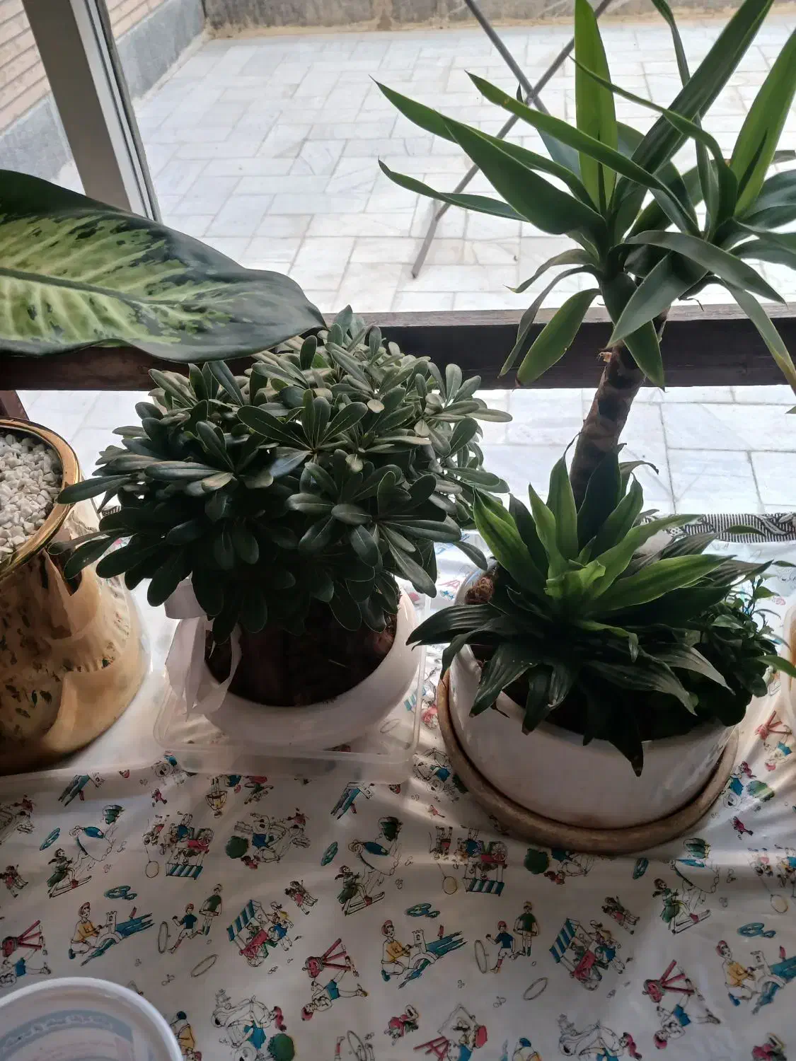 گل طبیعی|گل و گیاه طبیعی|اصفهان, جلفا|دیوار