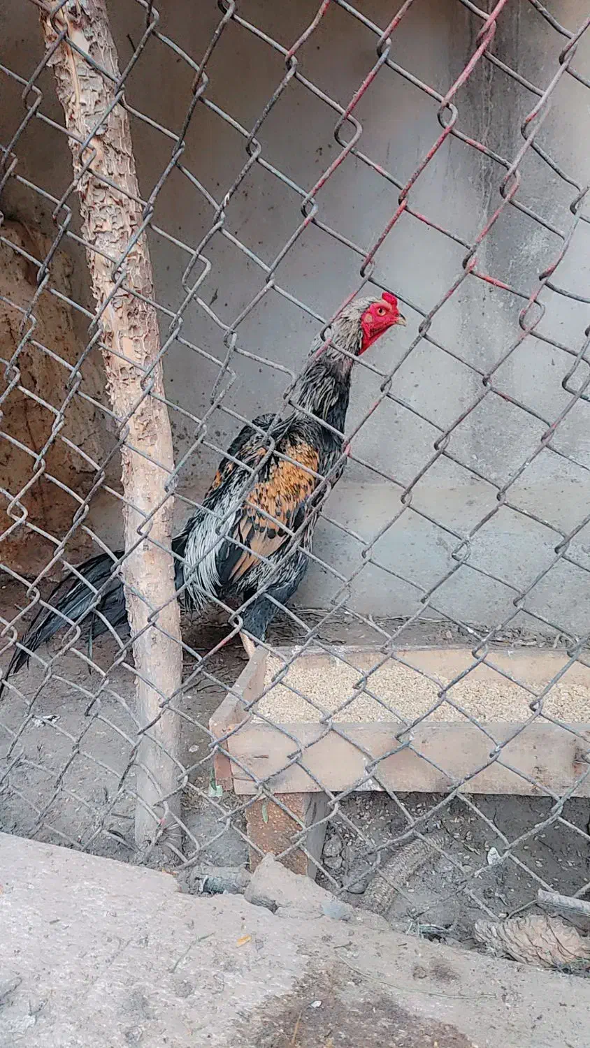 لاری اوشامو|حیوانات مزرعه|شیراز, رکن‌آباد|دیوار