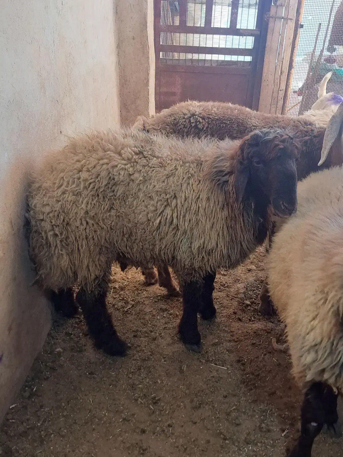 بزچاق|حیوانات مزرعه|بندر کنگان, |دیوار