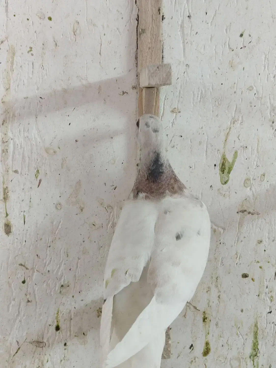 کله هما لکه دار|پرنده|کاشمر, |دیوار