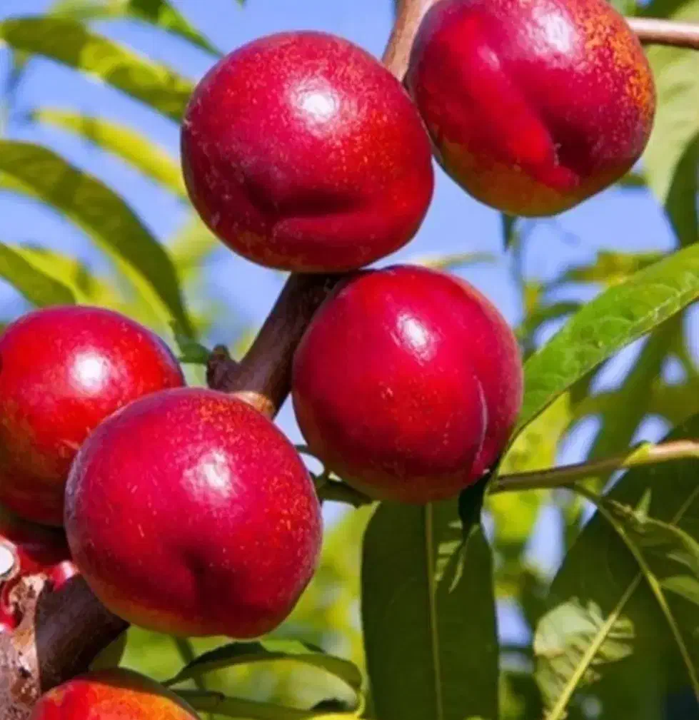 ریشه پرتقال تامسون|گل و گیاه طبیعی|ایلام, |دیوار