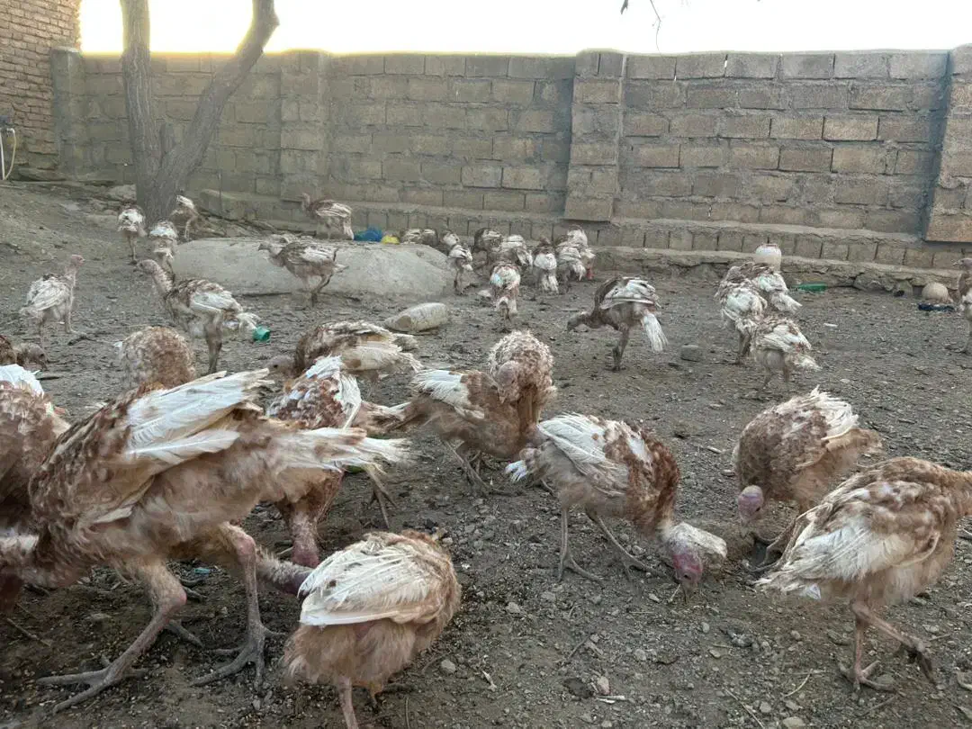 بوقلمون قرمز زیر قیمت|حیوانات مزرعه|بانه, |دیوار