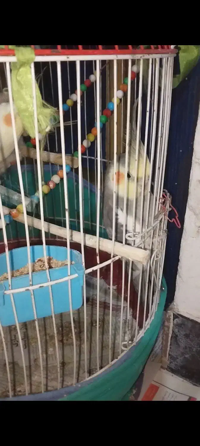 طوطی عروس|پرنده|رشت, کوی قدس|دیوار