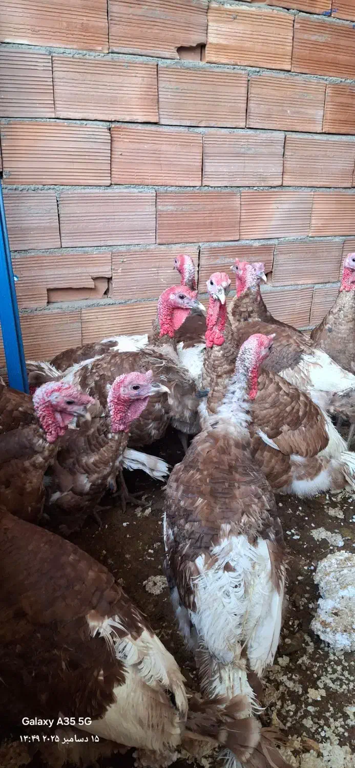 بوقلمون خومالی|حیوانات مزرعه|مریوان, |دیوار