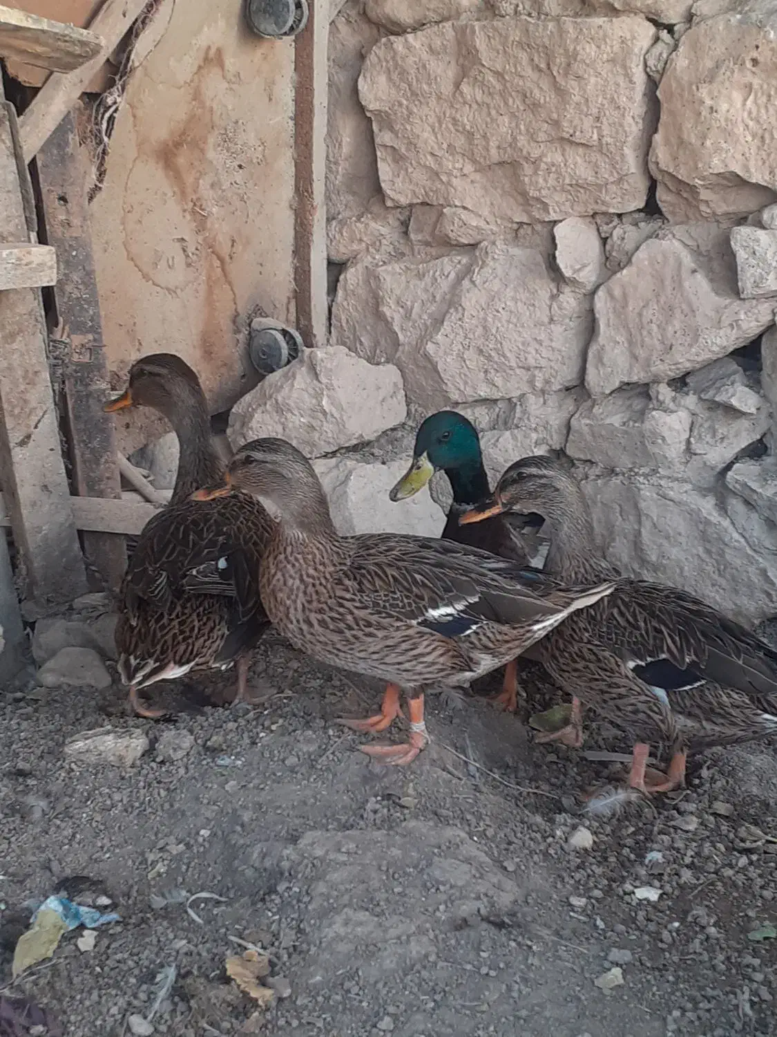اردک کوهی کله سبز|حیوانات مزرعه|کوهدشت, |دیوار