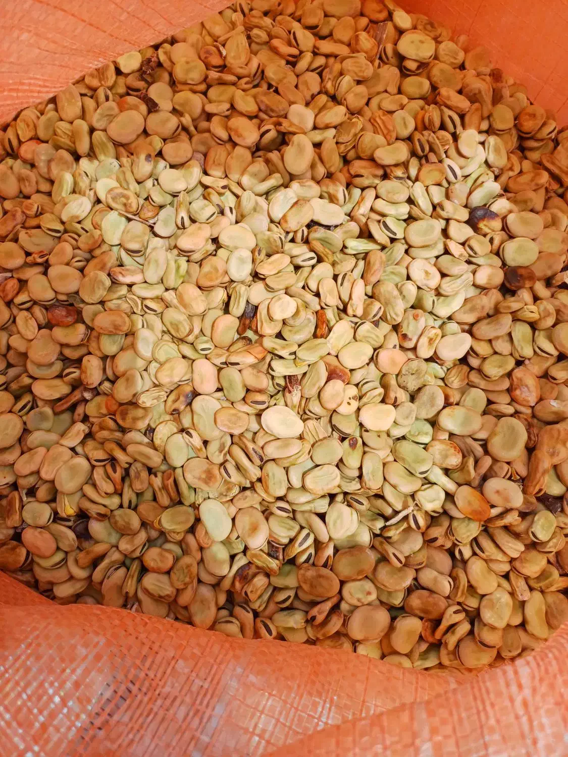 بذر پاخلا|خدمات باغبانی و درختکاری|پارسآباد, |دیوار