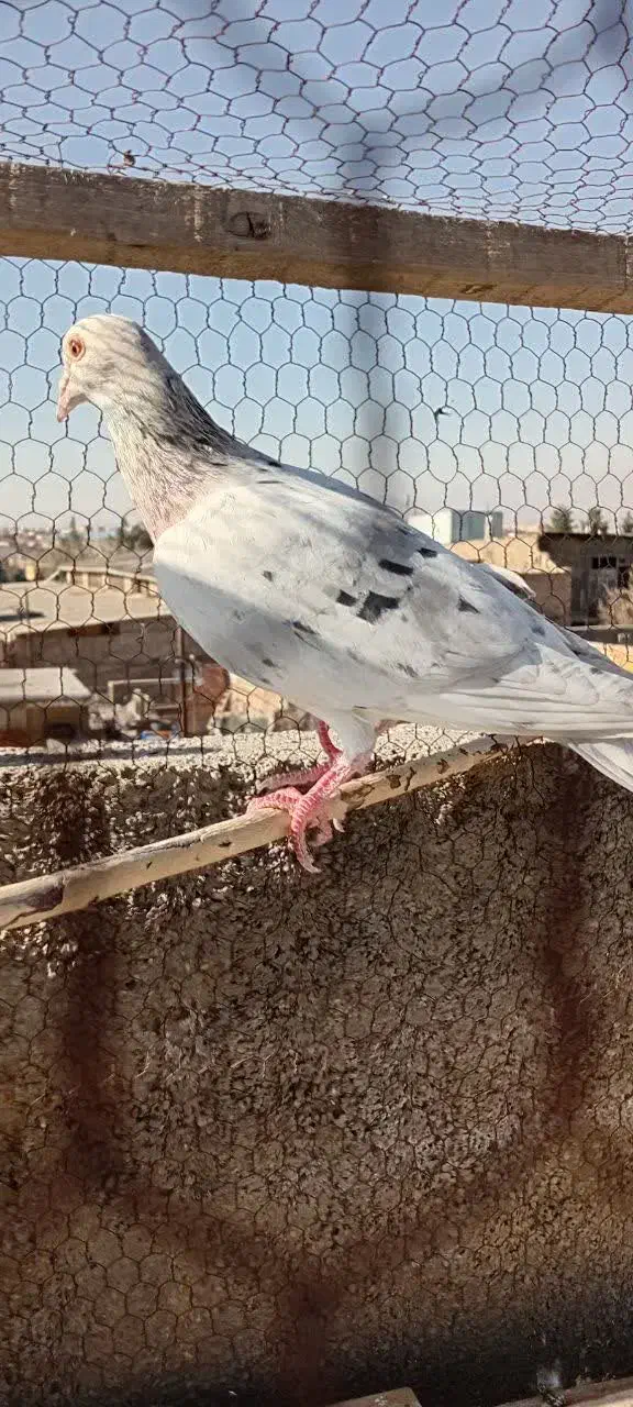 کبوتر|پرنده|نیشابور, فضل|دیوار