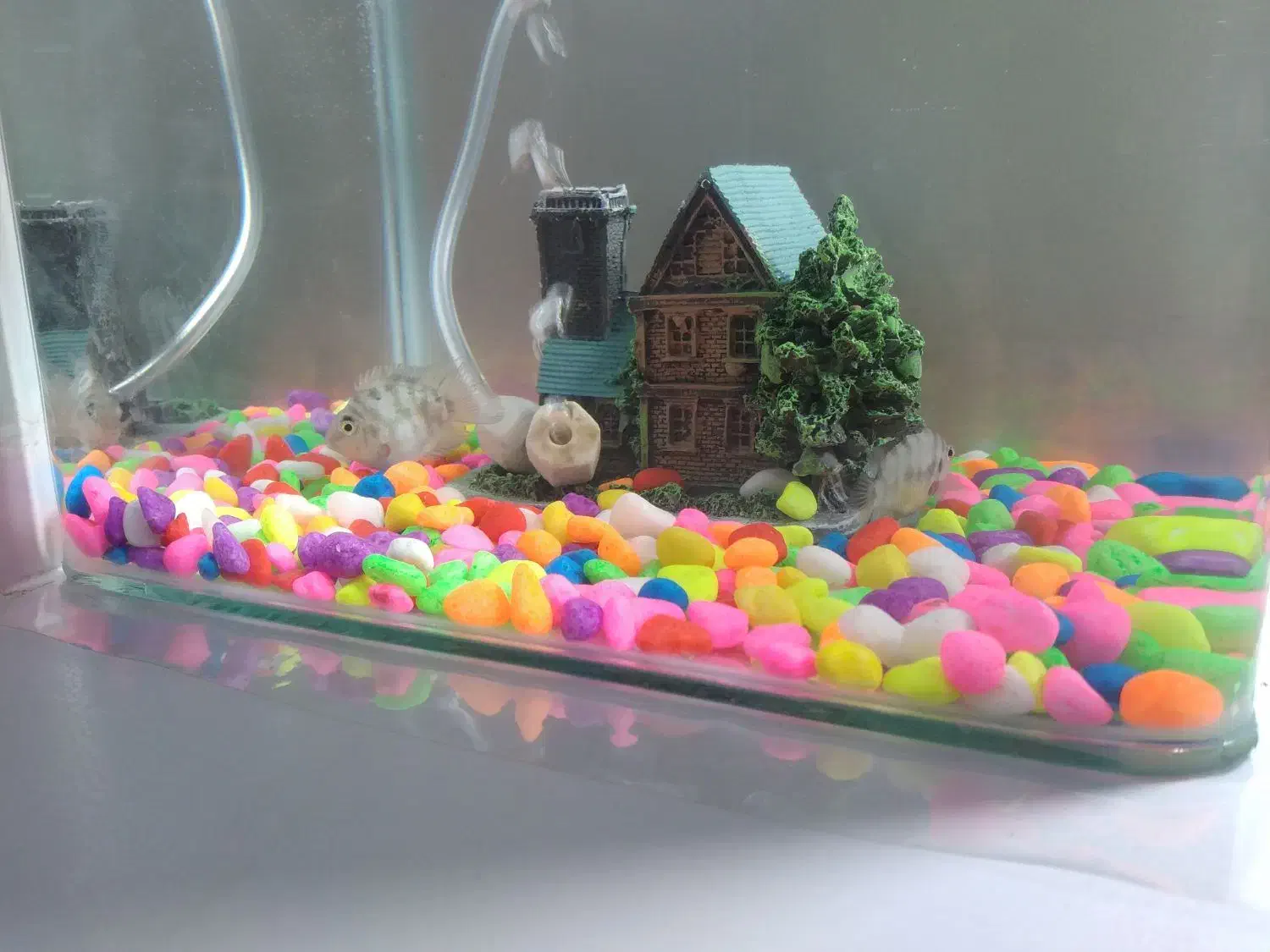 اکواریوم همراه باماهی|ماهی|ابهر, |دیوار