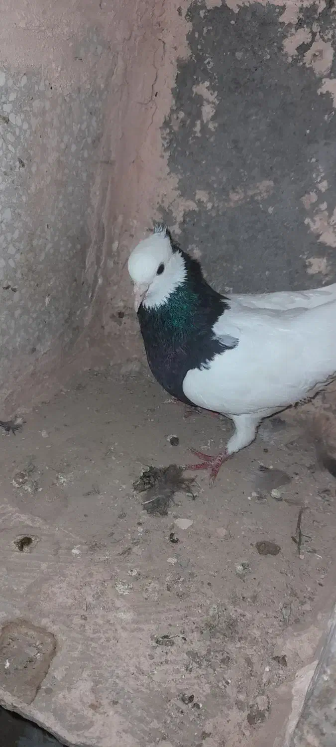 جوفتش باهم ۱۲۰۰ معاوضه هم دارم|پرنده|سبزوار, قائم|دیوار