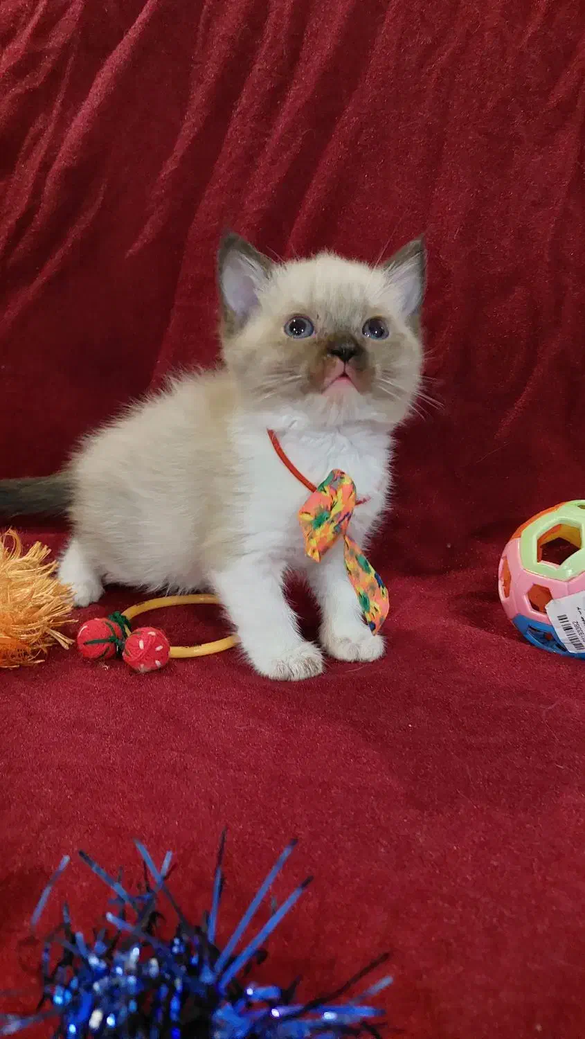 گربه های ملوس و شیطون|گربه|گرگان, |دیوار