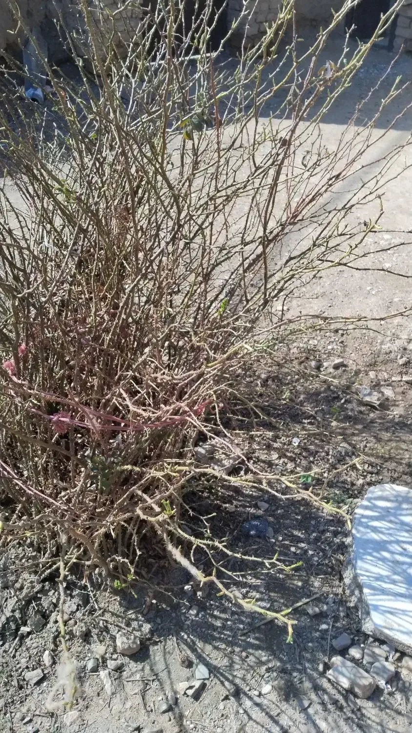 گل محمدی|گل و گیاه طبیعی|نیشابور, فضل|دیوار