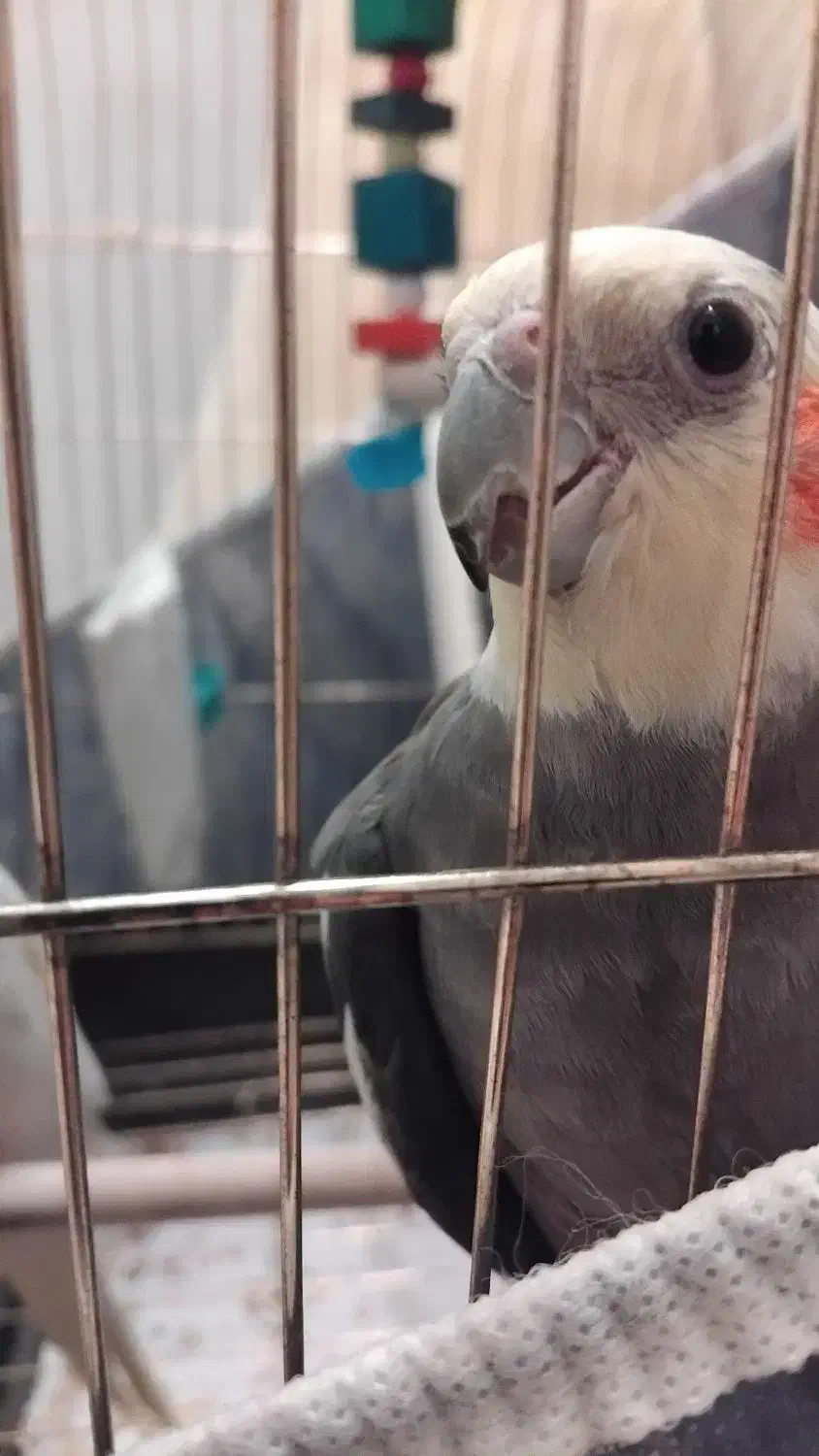 دو عروس هلندی نر و ماده زیبا و بازیگوش|پرنده|اردبیل, |دیوار