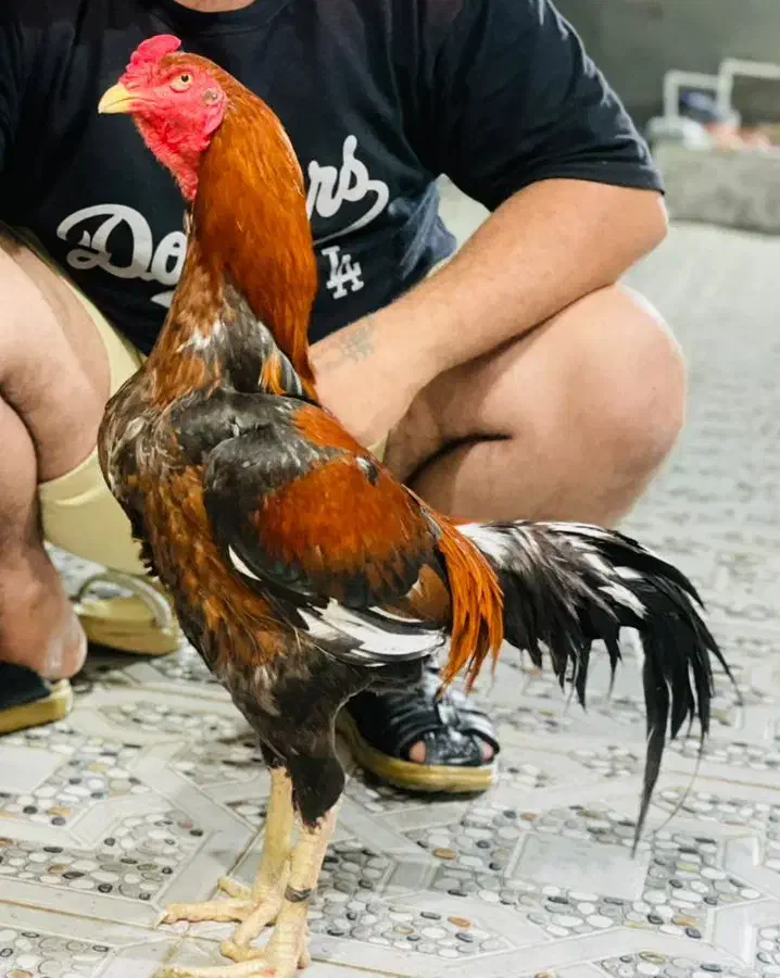 خ ر و س|حیوانات مزرعه|میناب, |دیوار