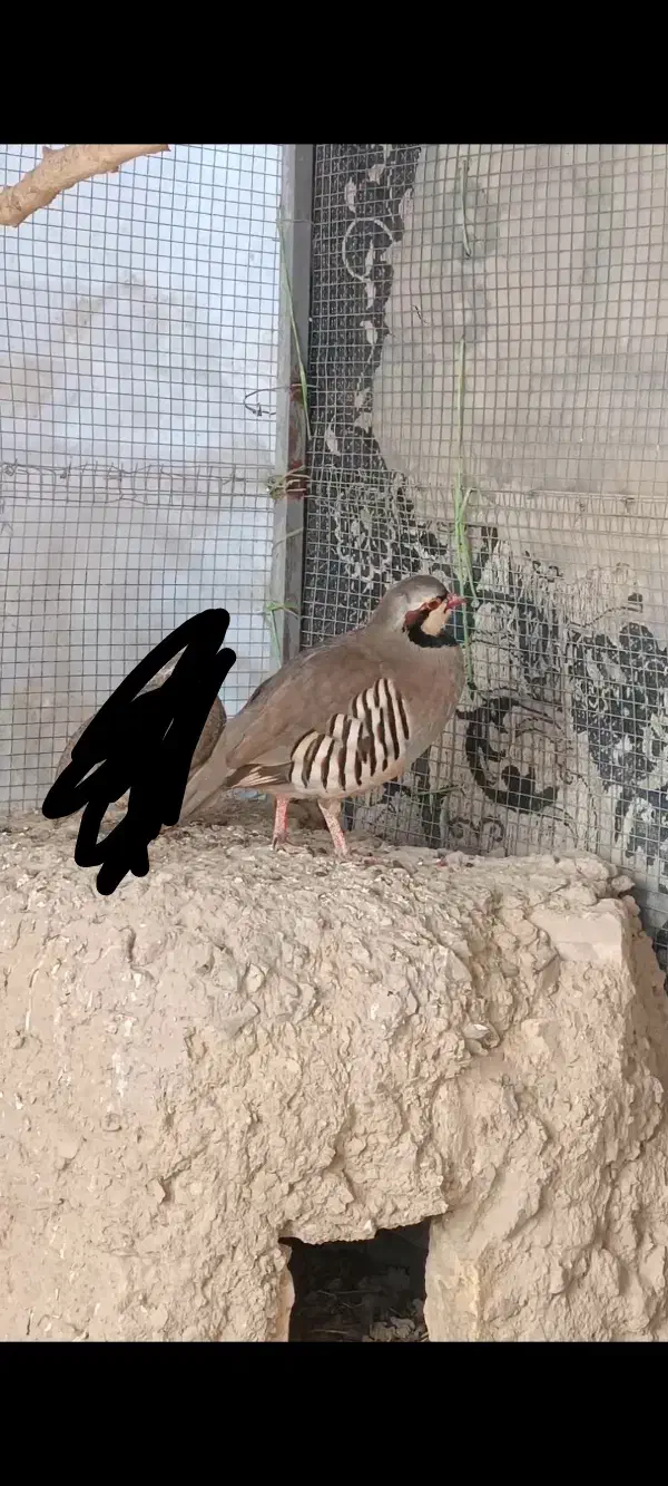 کپوت .کف ت ر|پرنده|سراوان, |دیوار