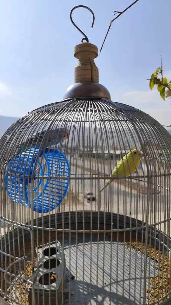 مرغ عشق|پرنده|شیراز, رکن‌آباد|دیوار