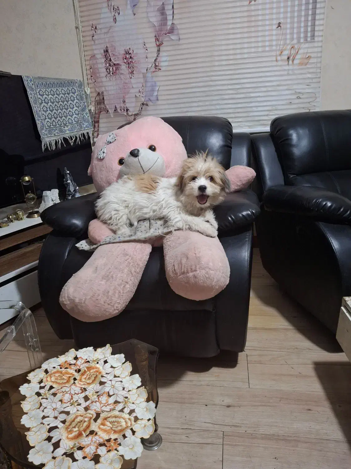 سگ گم شده|حیوانات|ملارد, |دیوار