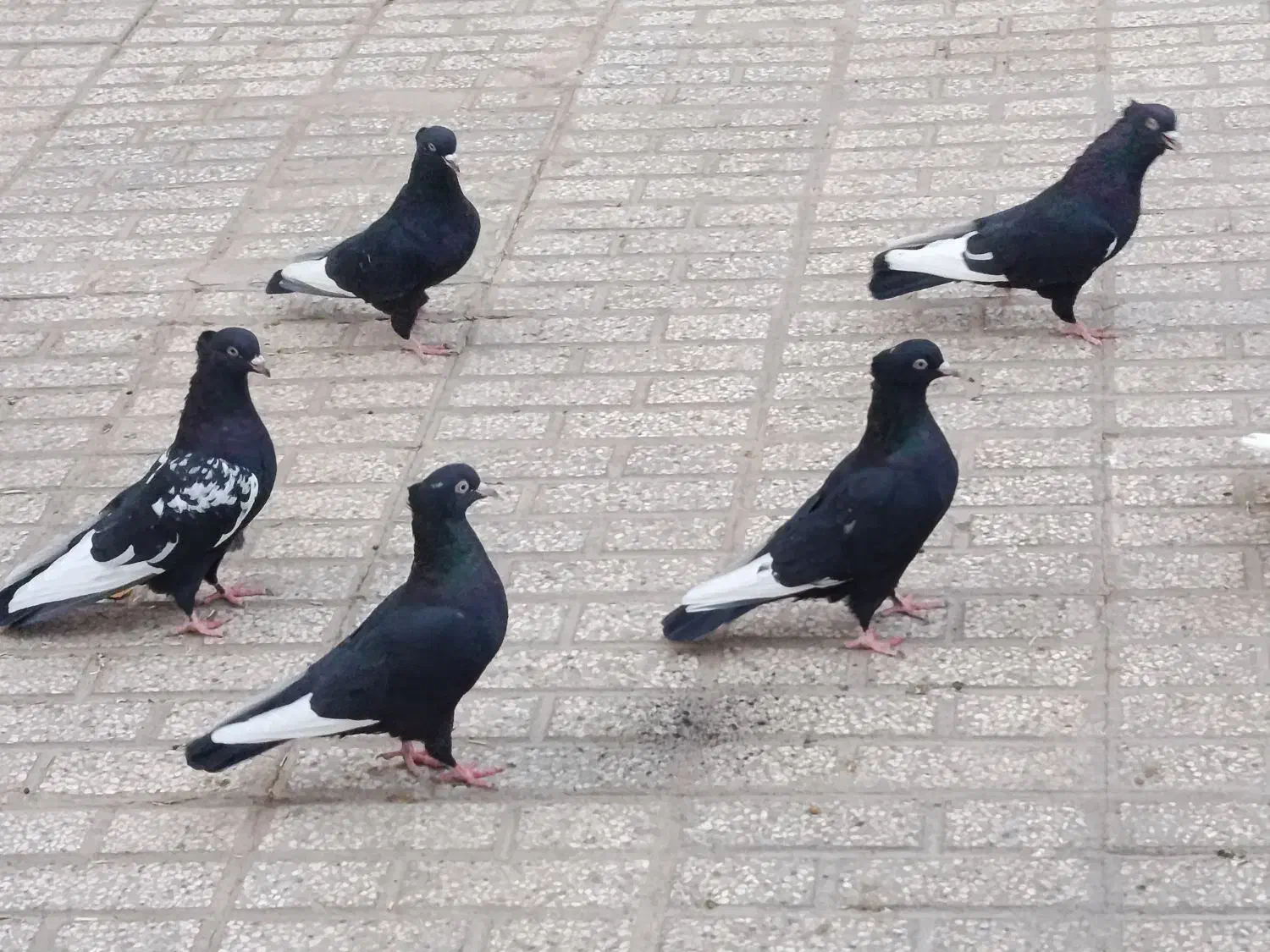 کفتر سینه سیاه کبوتر|پرنده|رشتخوار, |دیوار