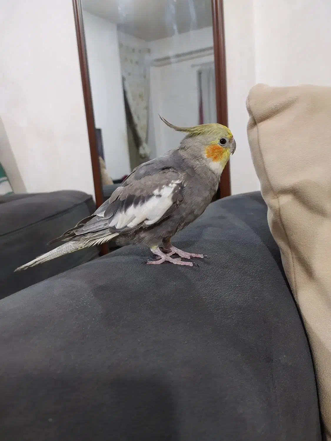 عروس هلندی نر سخنگو|پرنده|لاهیجان, خمیر کلایه|دیوار