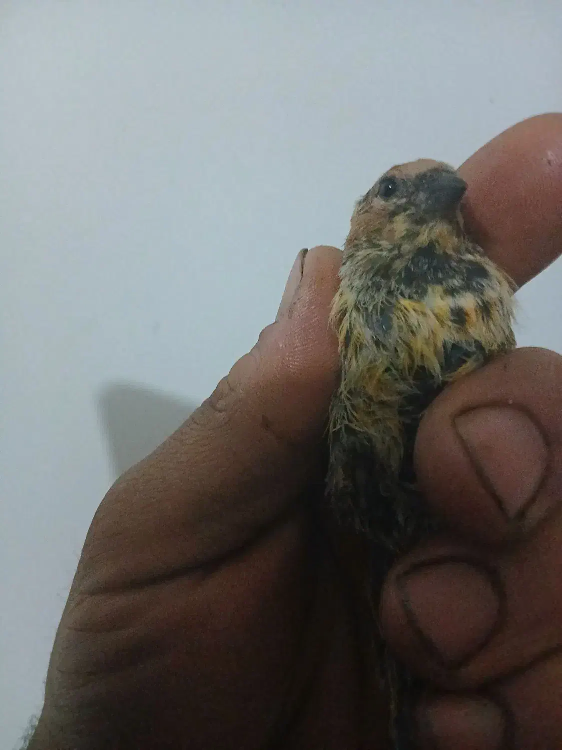 جوجه سهره گلبسر نر زعفرانی|پرنده|قزوین, |دیوار