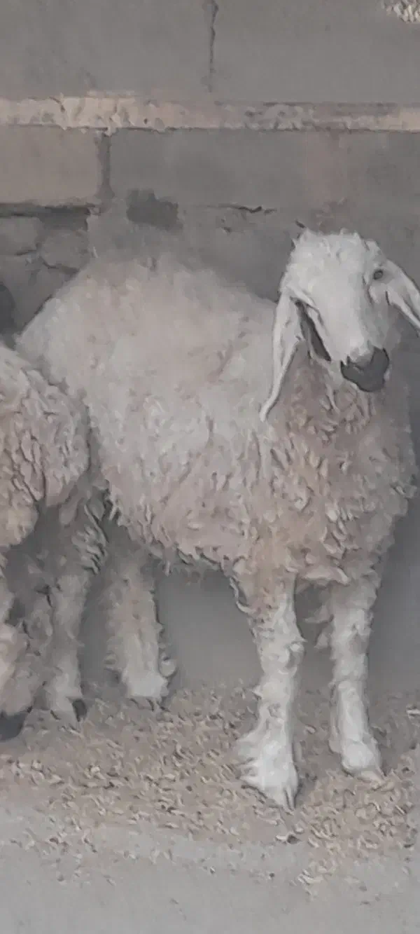 گوسفند ماده|حیوانات مزرعه|زهک, |دیوار