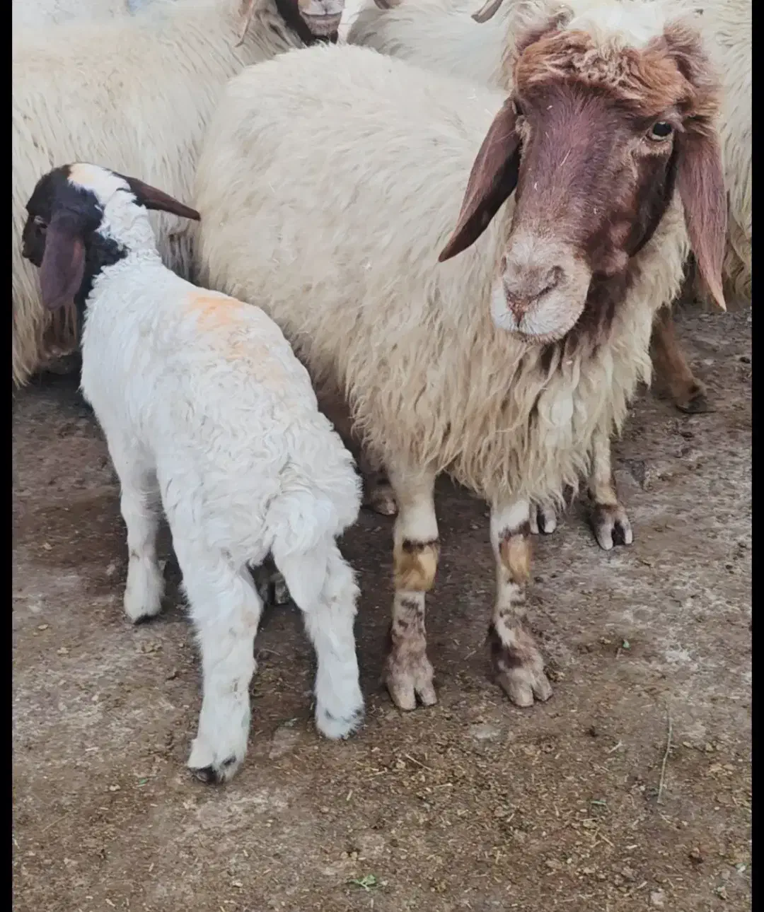 میش وبره داشتی شیرا سه شکم دوباره ابستن هستن|حیوانات مزرعه|گچی, |دیوار