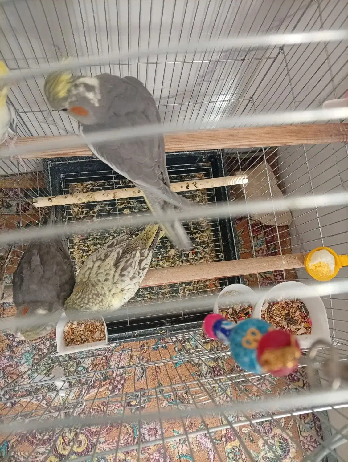 جوجه عروس هلندی 3ماهه|پرنده|تفت, |دیوار