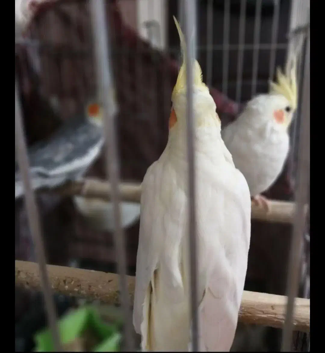 عروس هلندی|پرنده|ری, اقدسیه|دیوار