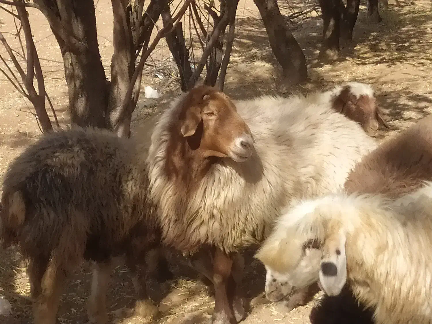 قوچ افشار|حیوانات مزرعه|خانمیرزا, |دیوار