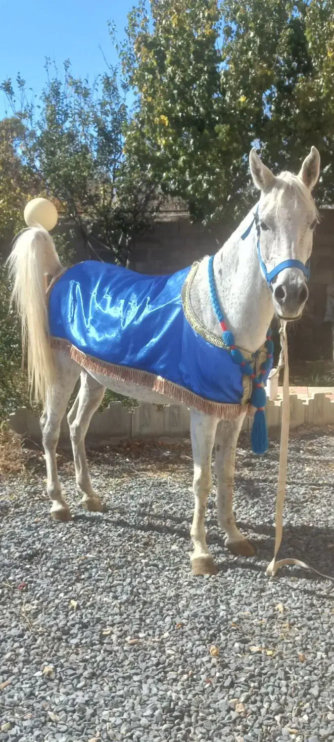 اسب مادیان عرب|اسب و تجهیزات اسبسواری|خمین, |دیوار