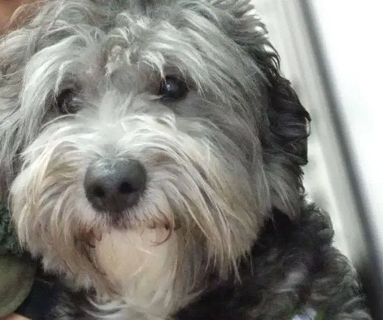 فروشی شیتزوتریر|سگ|تهران, تهرانپارس غربی|دیوار