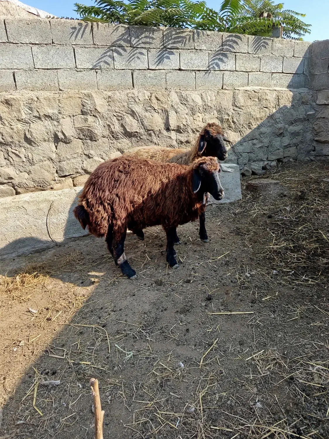 پنج تا گوسفند|حیوانات مزرعه|دره رود, |دیوار