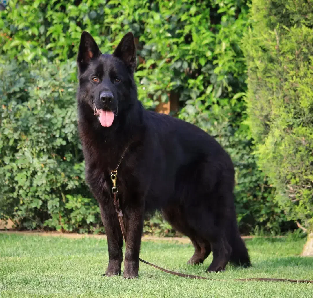 ژرمن بلک موکلاسیک|سگ|بابل, |دیوار