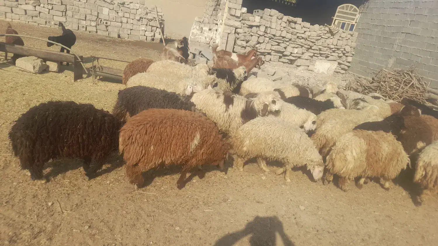 فروش ۱۴ جفت بره|حیوانات مزرعه|رامشیر, |دیوار