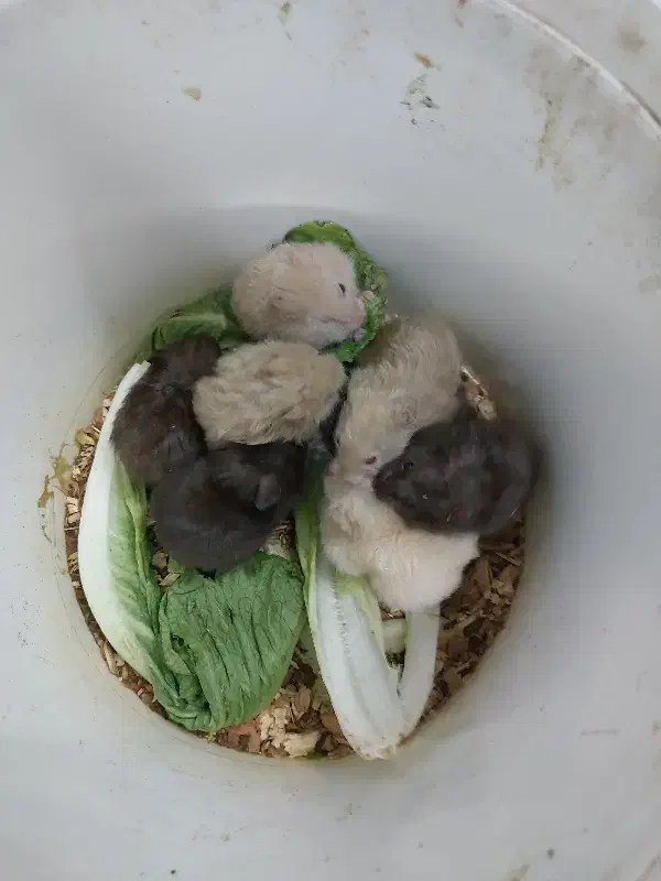 همستر|موش و خرگوش|یزد, |دیوار