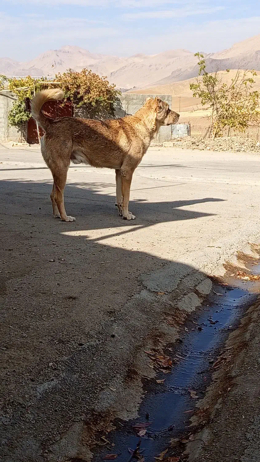 سگ دزدیده شده|حیوانات|سنقر, |دیوار