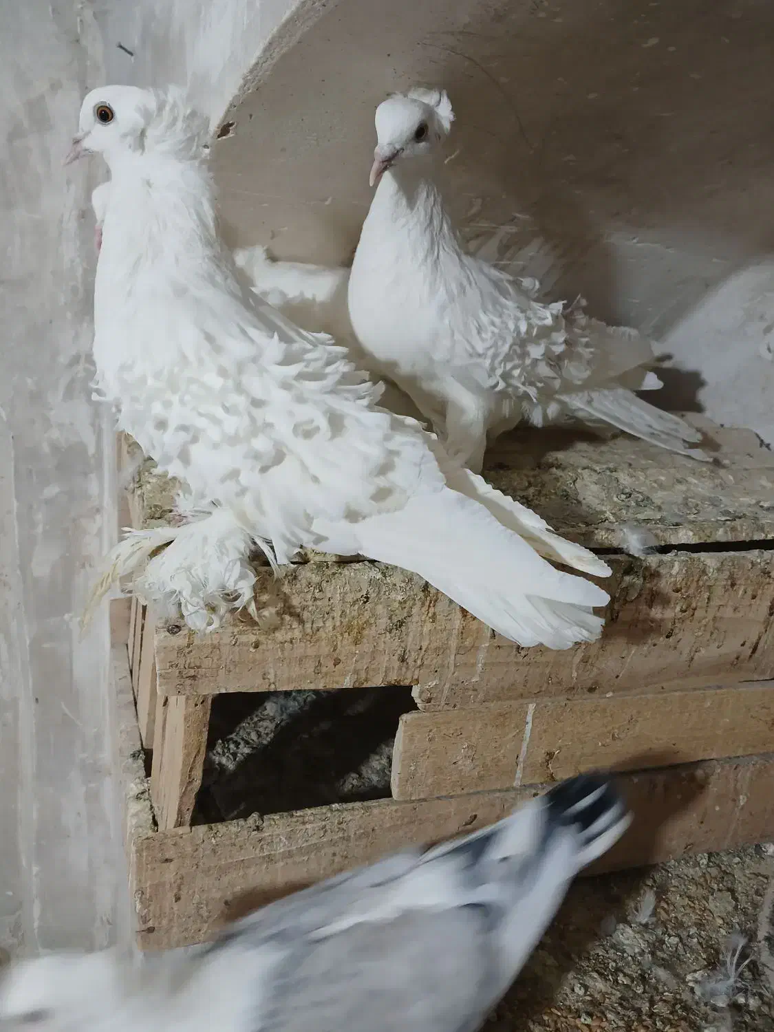 کبوتر زینتی جکسون|پرنده|قم, یزدانشهر|دیوار