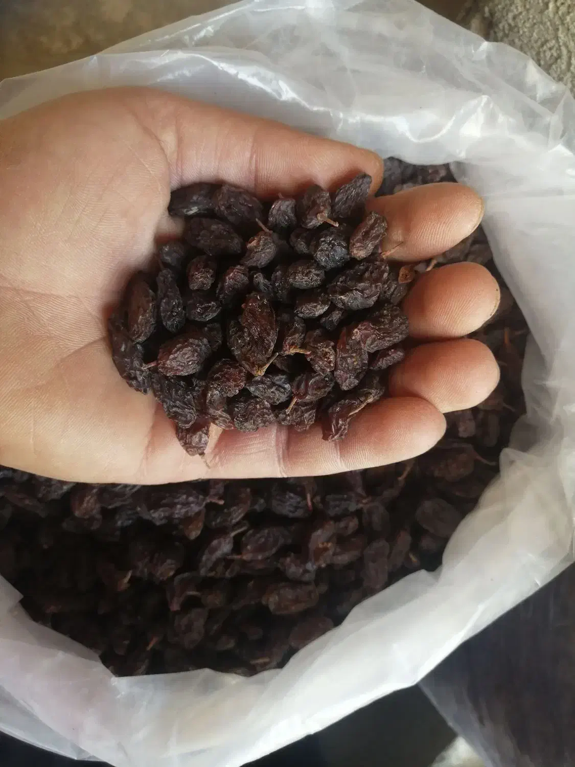 کشمش و فخری ترو تمیز ورجوی|خوردنی و آشامیدنی|مراغه, |دیوار