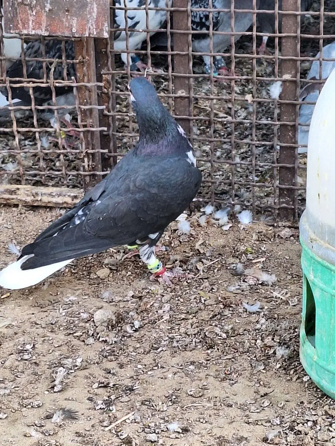 شهری سیاه نر|پرنده|برازجان, |دیوار