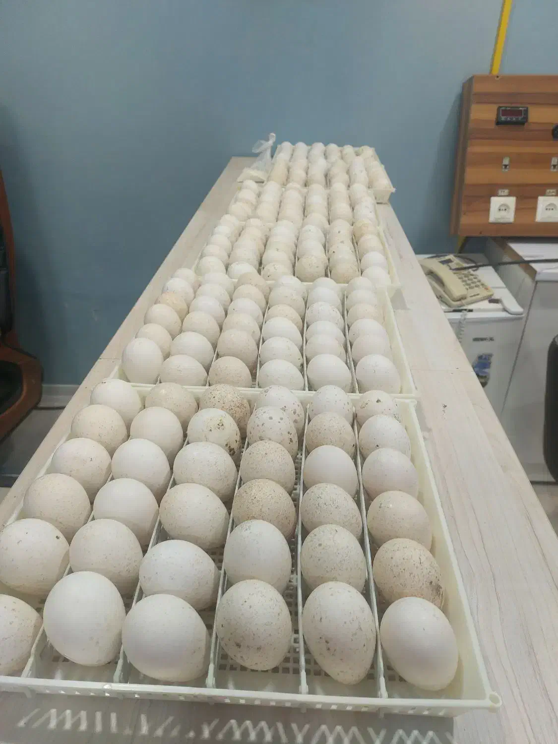 تخم ندفه دار بوقلمون|حیوانات مزرعه|قزوین, |دیوار