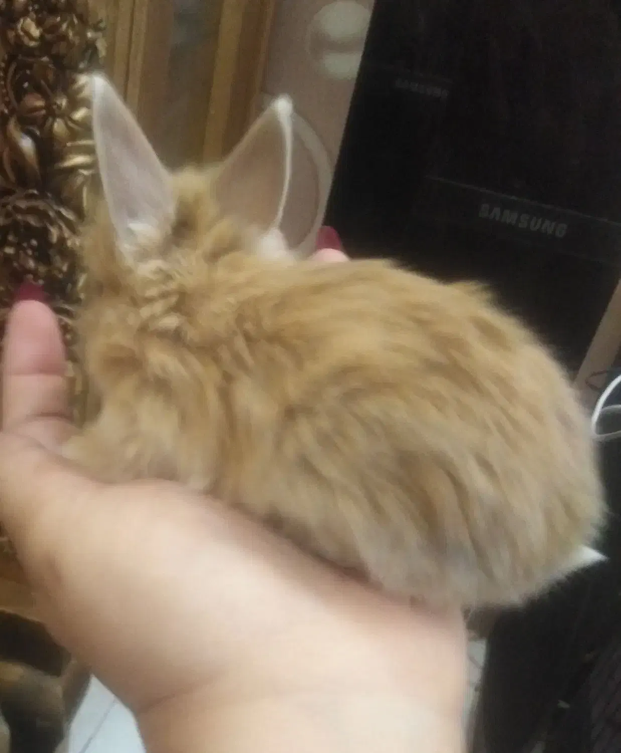 خرگوش لوپ جرسی پشمالو مینیاتوری|موش و خرگوش|شیراز, کوزه گری|دیوار