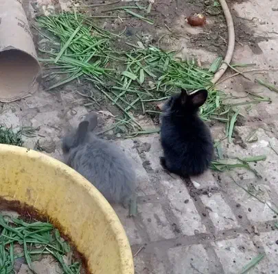 بچه خرگوش|موش و خرگوش|مشهد, رضاشهر|دیوار